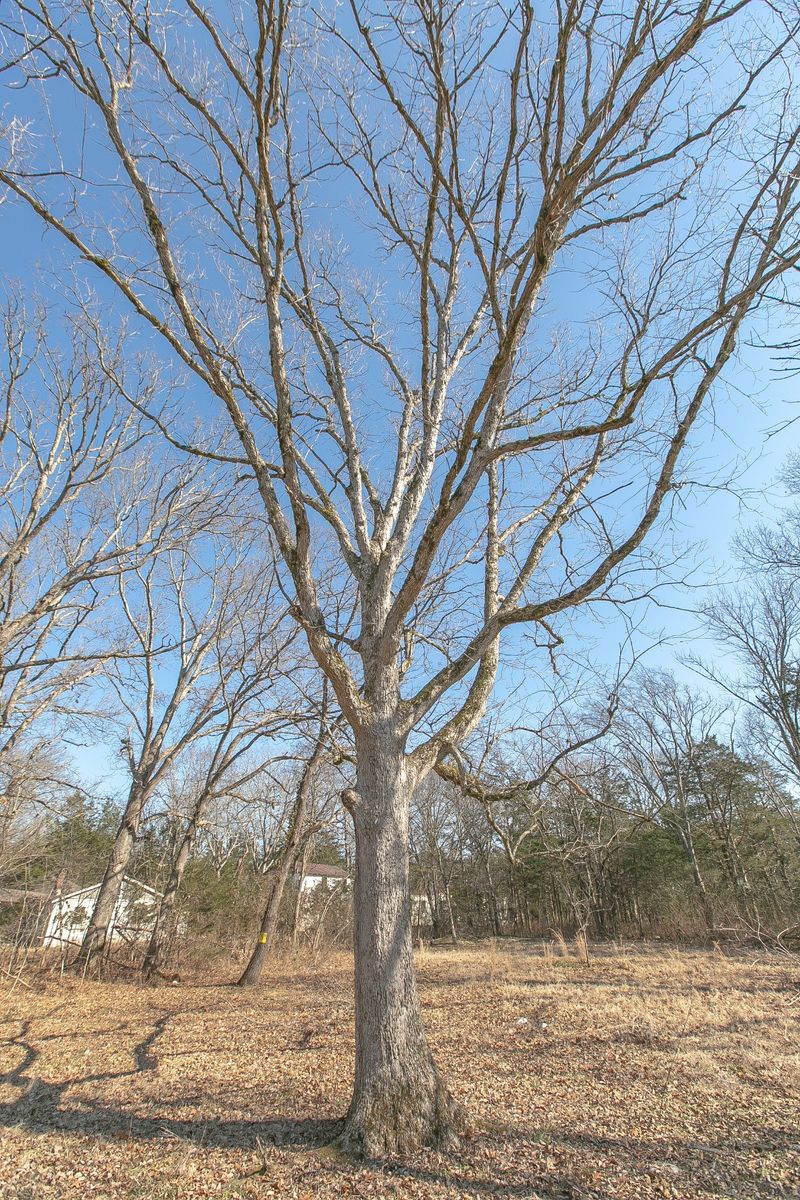 687 Mount Herman Rd, Murfreesboro, TN 37127