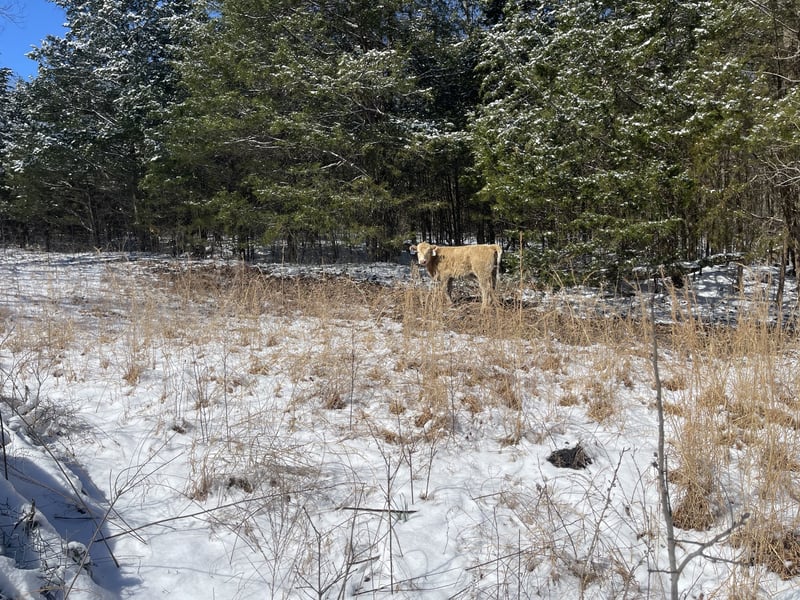 2 Morgan Rd, Rockvale, TN 37153