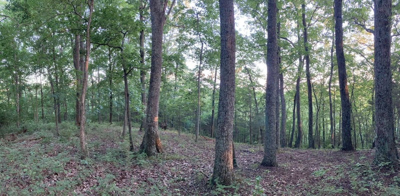 0 Trail Hollow Ln, Whites Creek, TN 37189