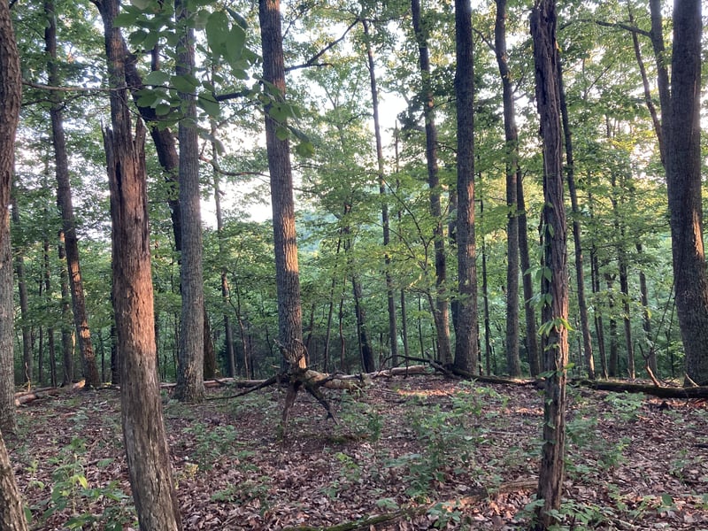 0 Trail Hollow Ln, Whites Creek, TN 37189