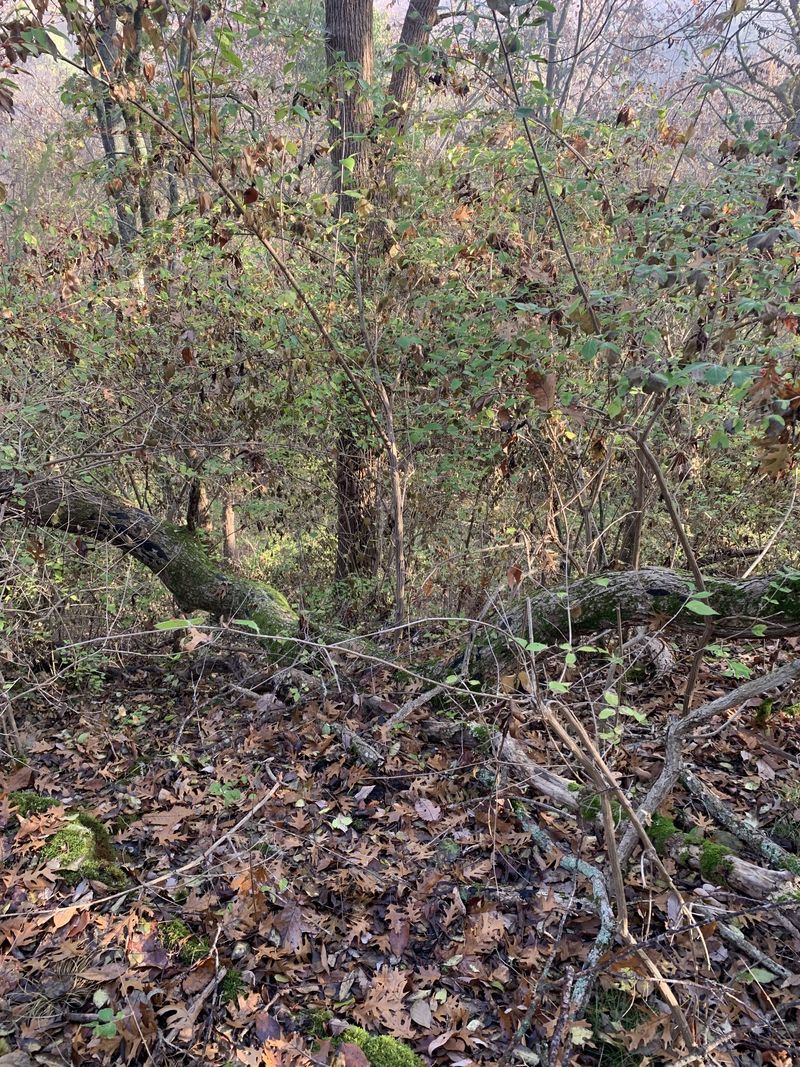 4 Pawnee Trl, Madison, TN 37115