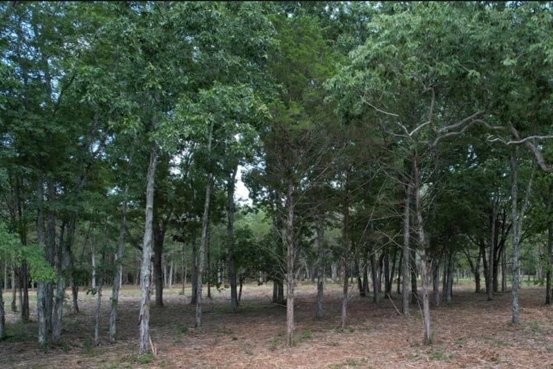 0 Taylor Rd, Rockvale, TN 37153