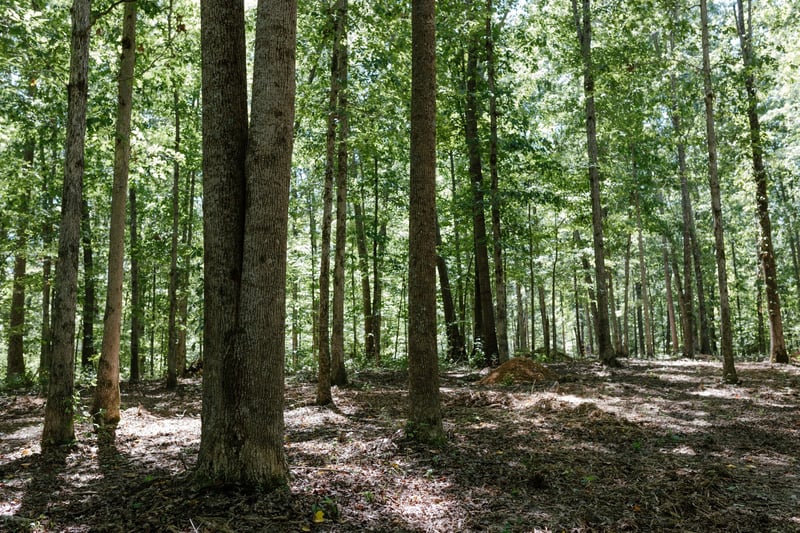 0 Highway 7, Primm Springs, TN 38476