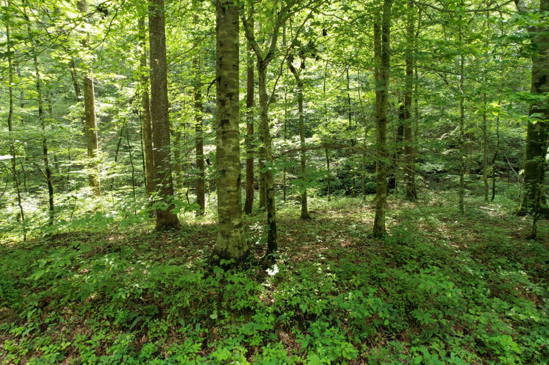 0 Oscar Green Rd, Franklin, TN 37064