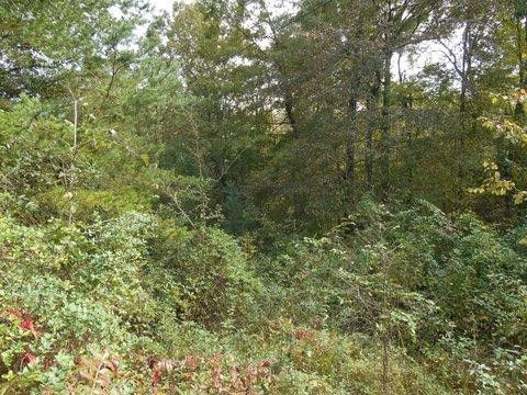 1055 Cty Rd 92, Bryant, AL 35958
