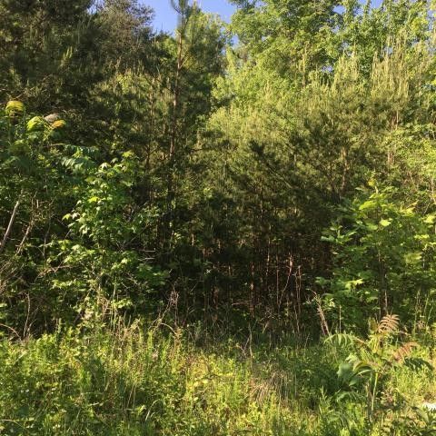 0 County Rd 724, Bryant, AL 35958