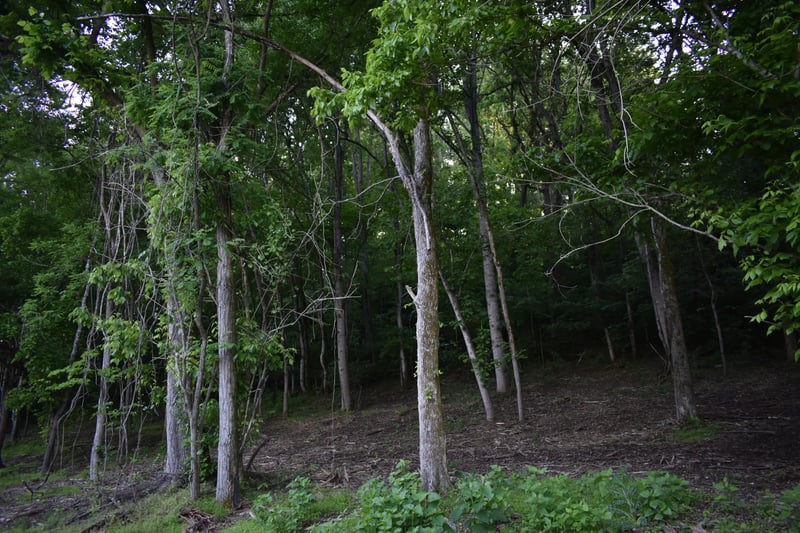 0 Turkey Creek Hwy, Carthage, TN 37030