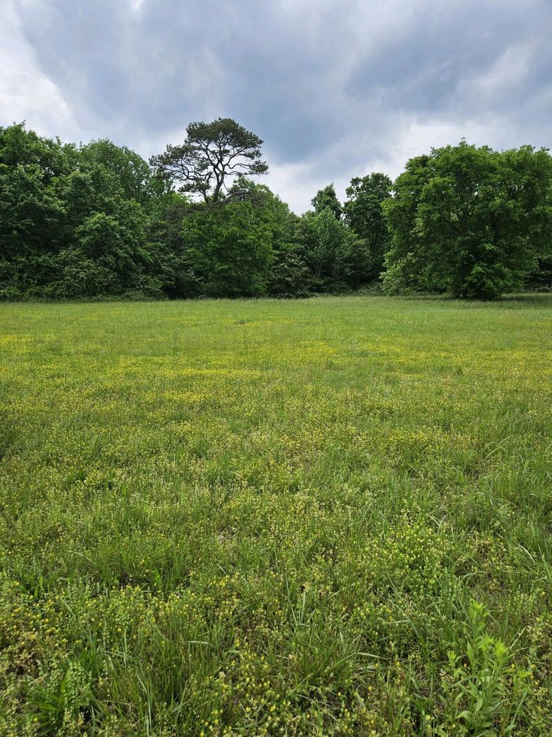 0 County Road 800, Flat Rock, AL 35966