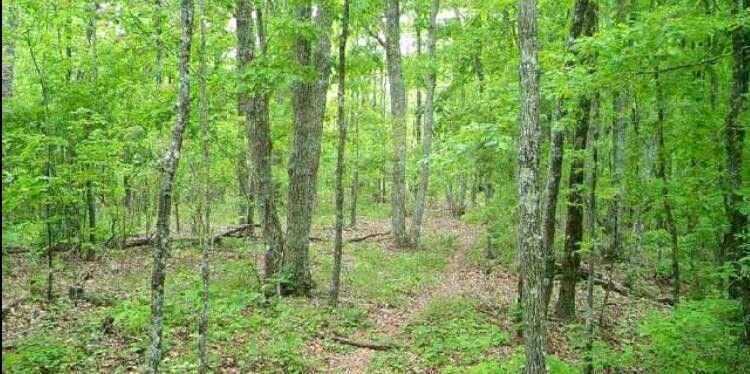 2219 Scratch Ankle Rd, Trenton, GA 30752
