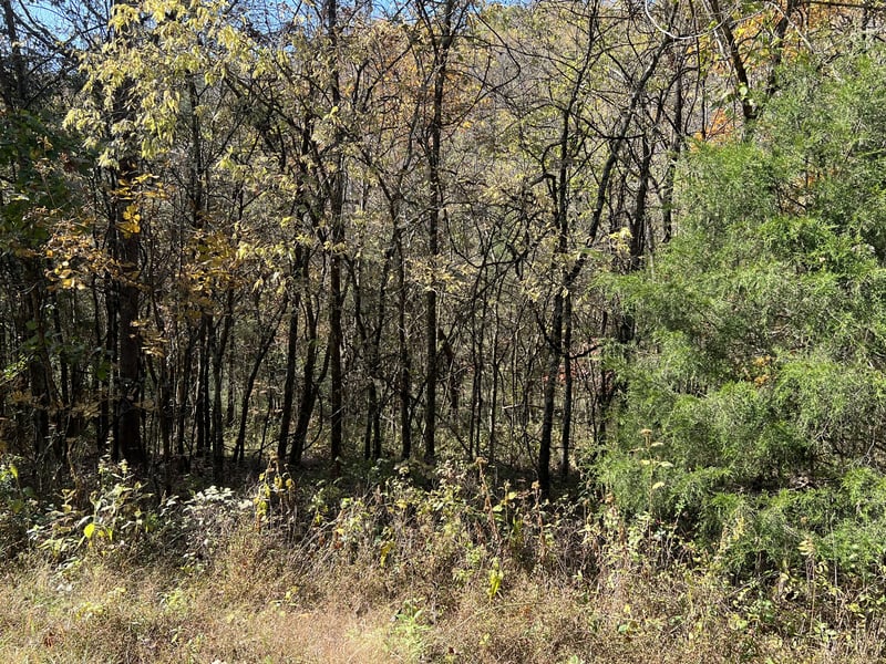 0 Reece Hollow Rd Lot 2 & 4, Carthage, TN 37030