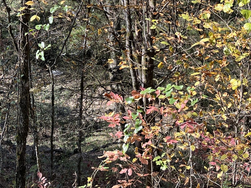 0 Reece Hollow Rd Lot 2 & 4, Carthage, TN 37030