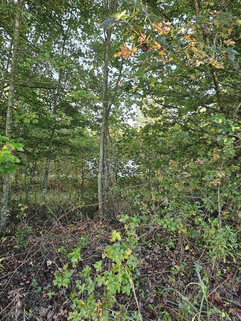 0 County Road 93, Bryant, AL 35958