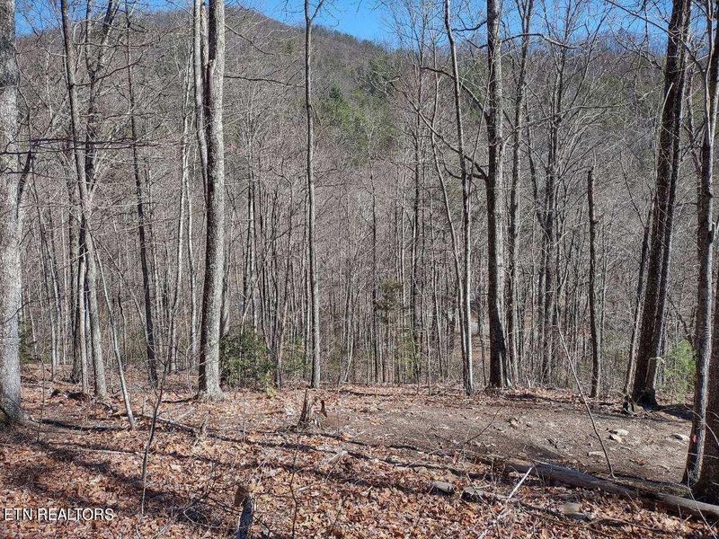 15 Hickory Tree St, Sevierville, TN 37876