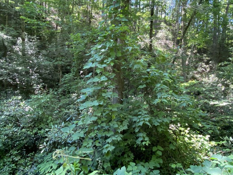 0 Red Bud Ln Lot 89, Sevierville, TN 37876