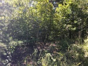 160 Red Grouse Dr, Lenoir City, TN 37772
