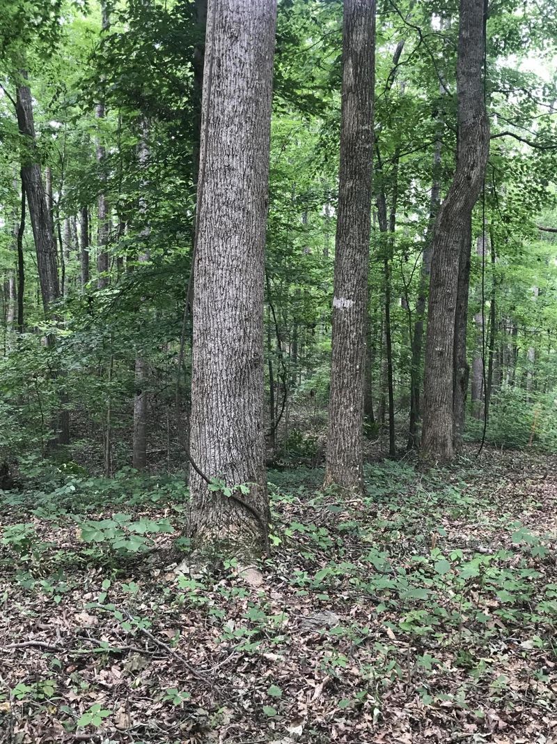 6 Rocky Top Rd, Lenoir City, TN 37772