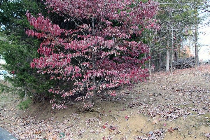 0 Lot 5 Leisure Ct Lot 5, Sevierville, TN 37876