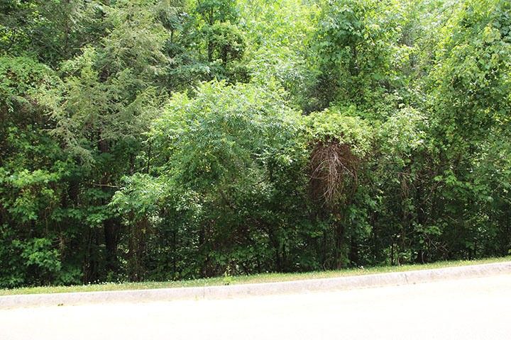0 Lot 84 Smoky Cove Rd Lot 84, Sevierville, TN 37876