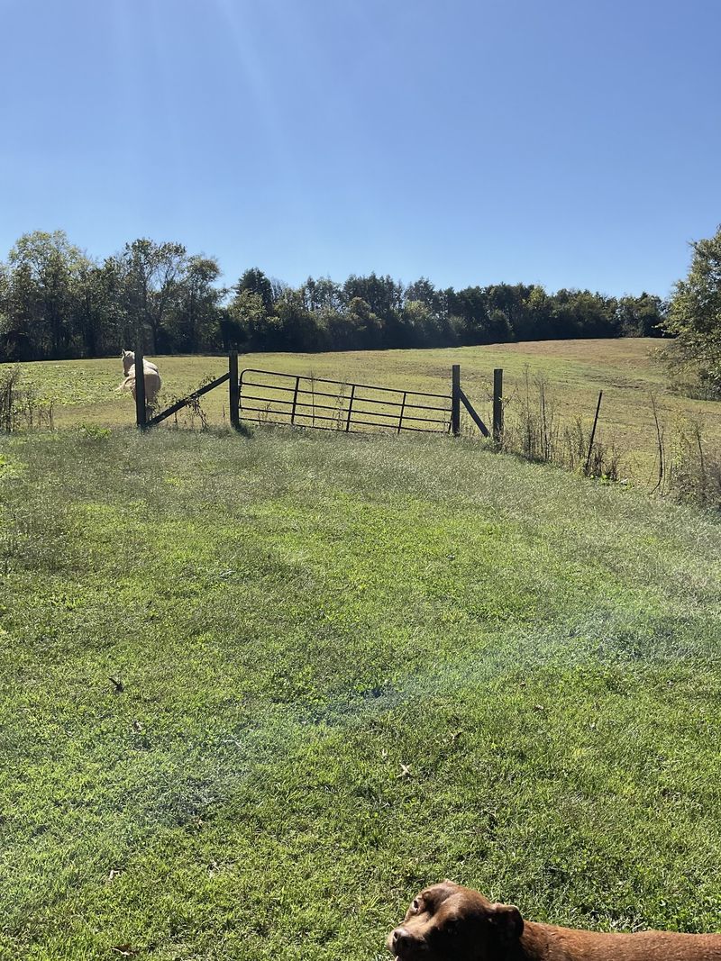 3318 Burr Rd, Springfield, TN 37172