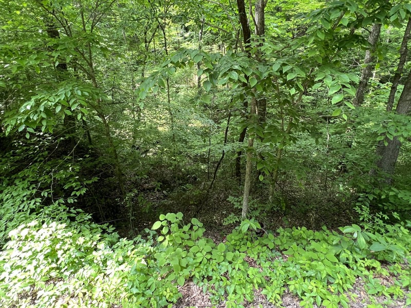 0 Clay Lick Rd, Whites Creek, TN 37189