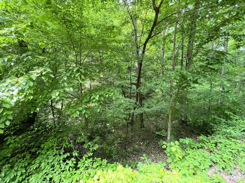 0 Clay Lick Rd, Whites Creek, TN 37189