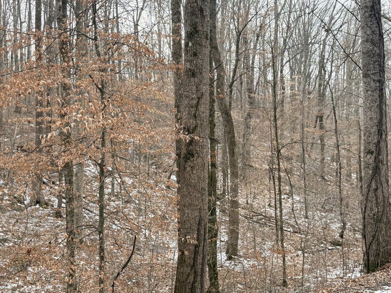 0 Scott Branch Rd, Hampshire, TN 38461