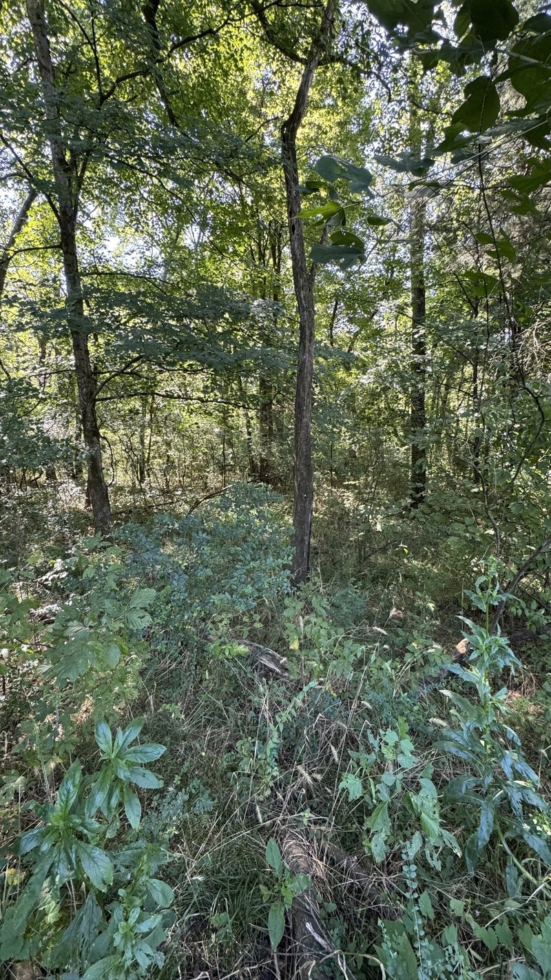 8322 Horton Hwy, College Grove, TN 37046