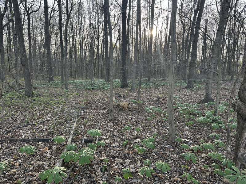 2181 Highway 259 Lot 11, Portland, TN 37148
