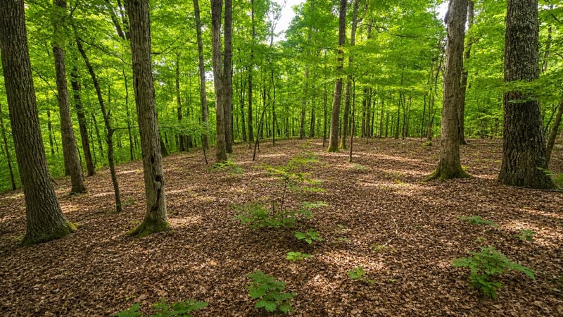 0 Maple Grove Rd Lot 1, Dickson, TN 37055