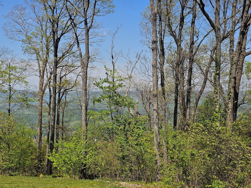 0 Maggie Bluff Lot 6, Lookout Mountain, GA 30750