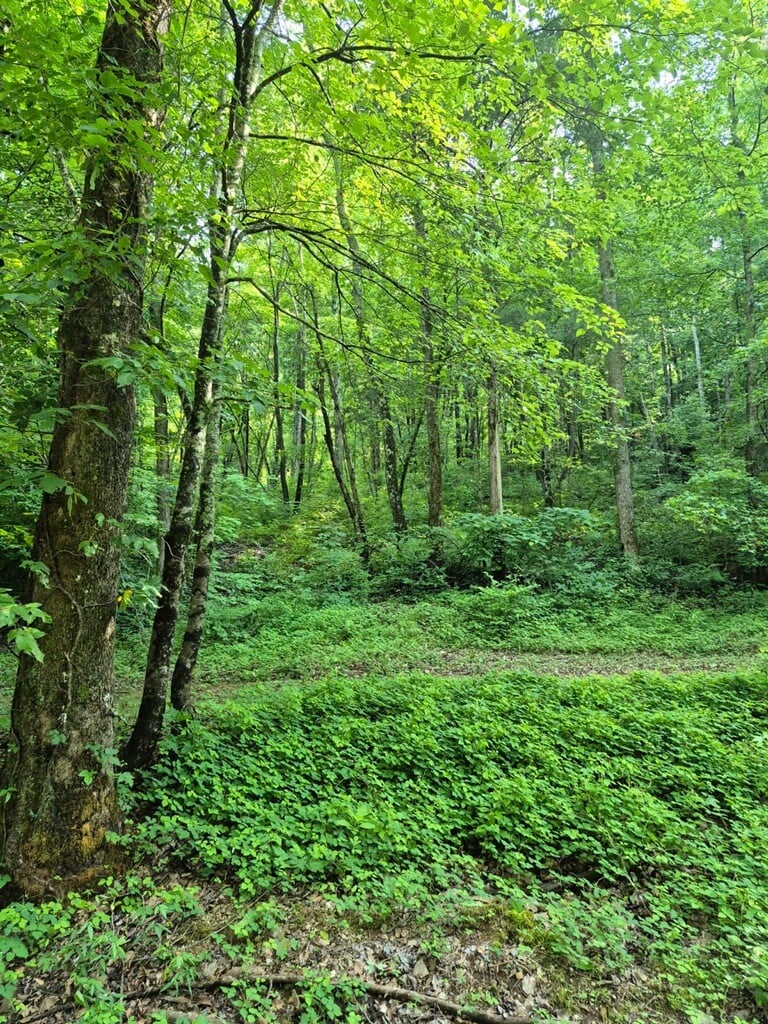 0 Co Rd 462, Lexington, AL 35648