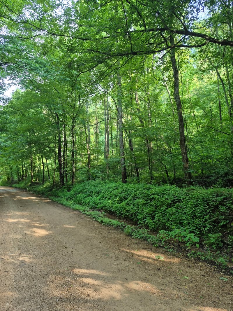 0 Co Rd 462, Lexington, AL 35648