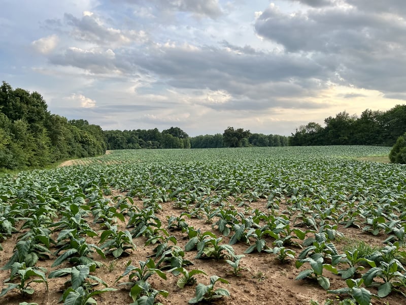 366 Parker Rd, Portland, TN 37148