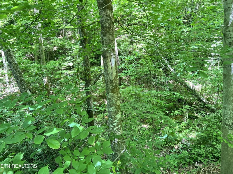 0 Fir Dr Lot 110, Sevierville, TN 37876