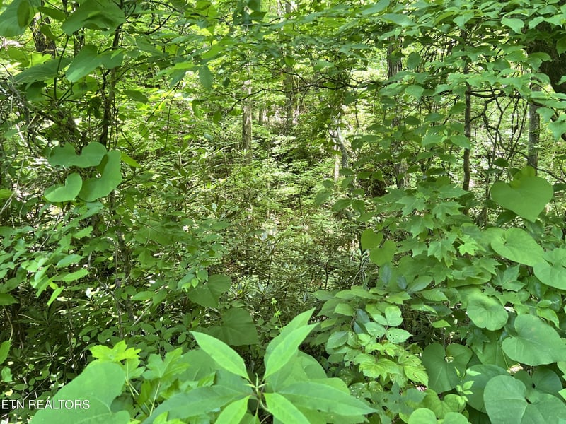 0 Fir Dr Lot 110, Sevierville, TN 37876