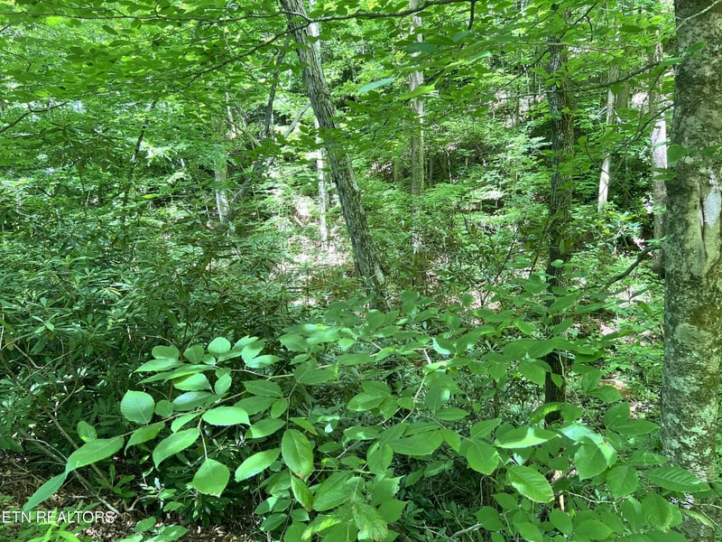 0 Fir Dr Lot 110, Sevierville, TN 37876