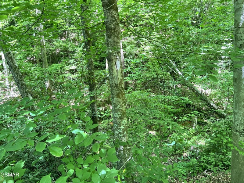 110 Fir Dr Lot 110, Sevierville, TN 37876