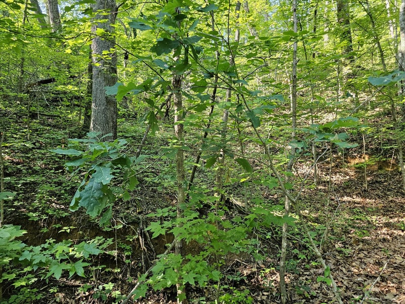 10 Kristina Way Lot 10, Sevierville, TN 37862
