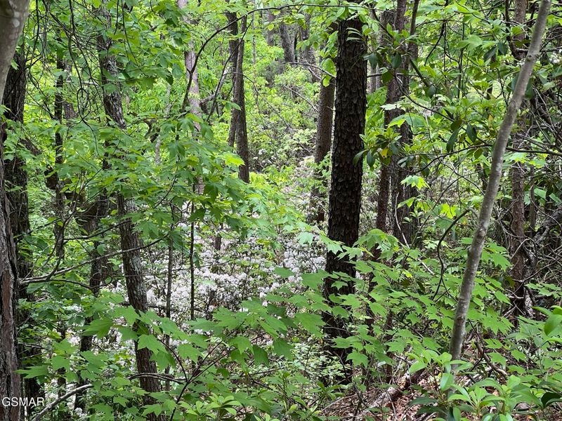 4 Yost Way Lot 4, Sevierville, TN 37876