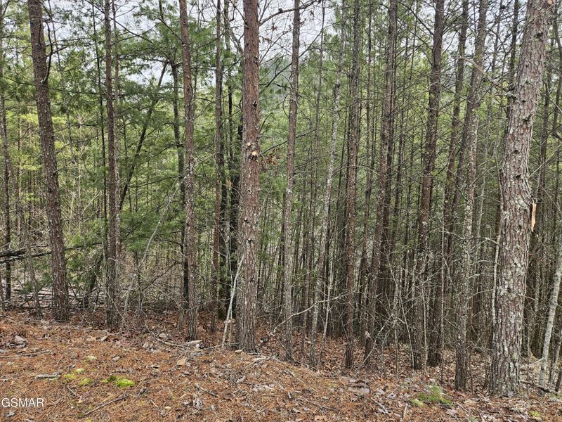 0 S Clear Fork Rd Lot 28, Sevierville, TN 37862