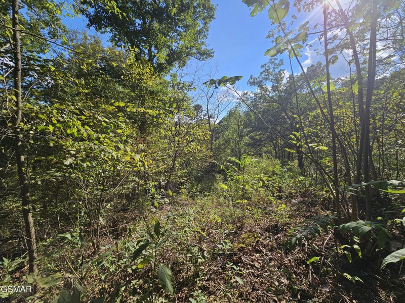 2223 Clear Springs Gulch Lot 060DA02000, Sevierville, TN 37862