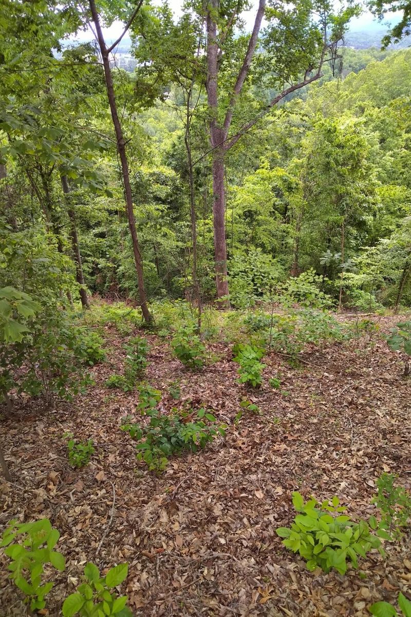 2019 Cluster Oak Way Lot 62, Sevierville, TN 37876