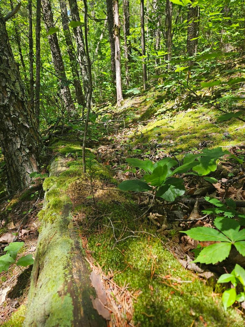 810 Price Mccarter Way Lot 08&10, Sevierville, TN 37876