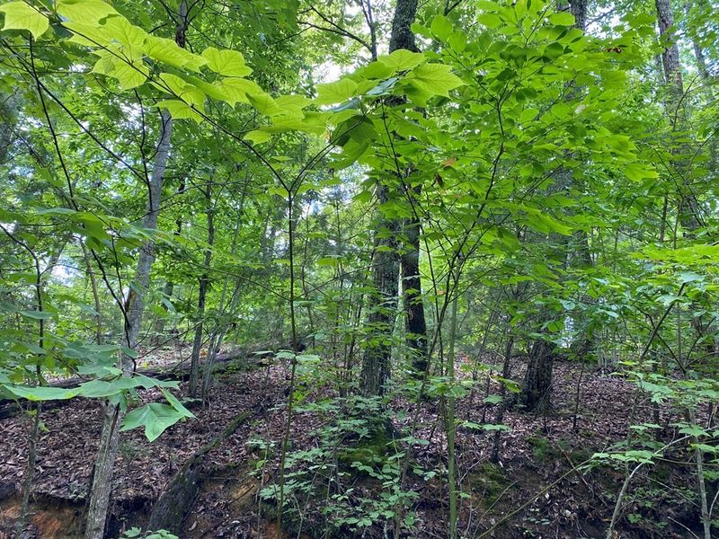 25 Fox Hunters Ln Lot 25, Sevierville, TN 37876
