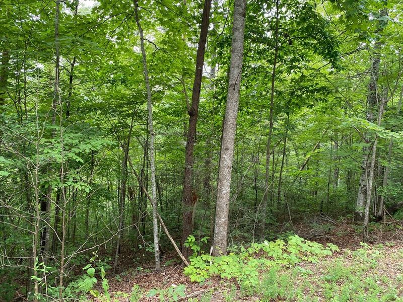 0 Birds Creek Rd Lot 1&2, Sevierville, TN 37876