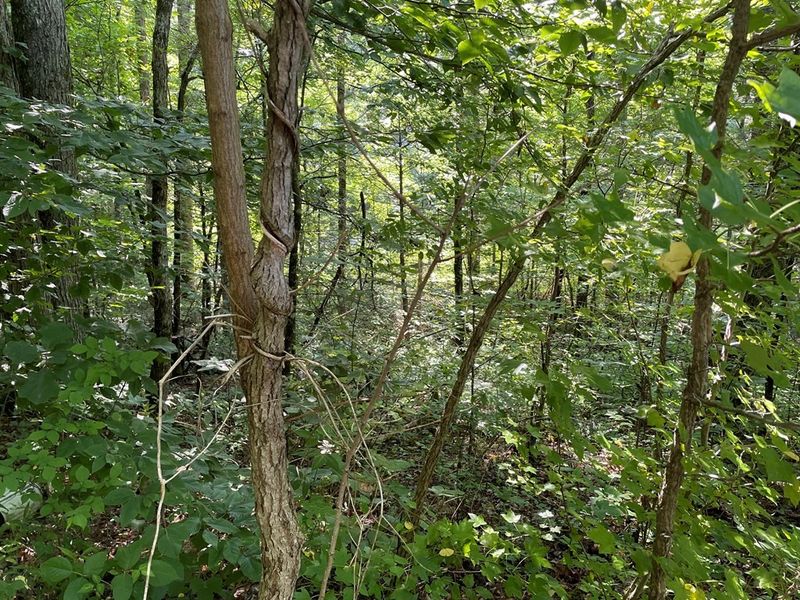 14 Alpine Dr Lot 14, Sevierville, TN 37876