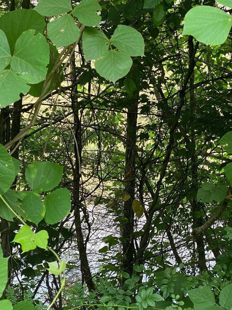 0 Azalea Trl Lot 8, Sevierville, TN 37876