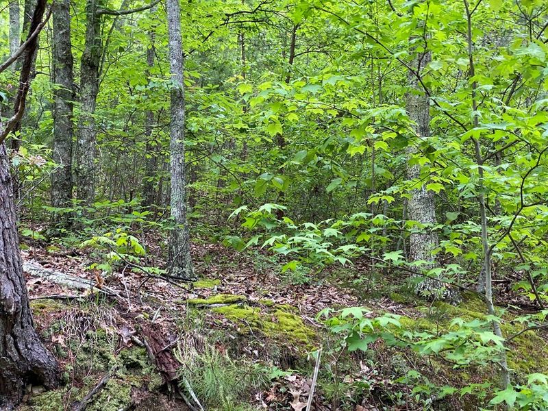 29 Black Oak Dr Lot 29, Sevierville, TN 37876