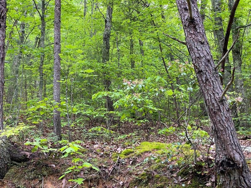 29 Black Oak Dr Lot 29, Sevierville, TN 37876