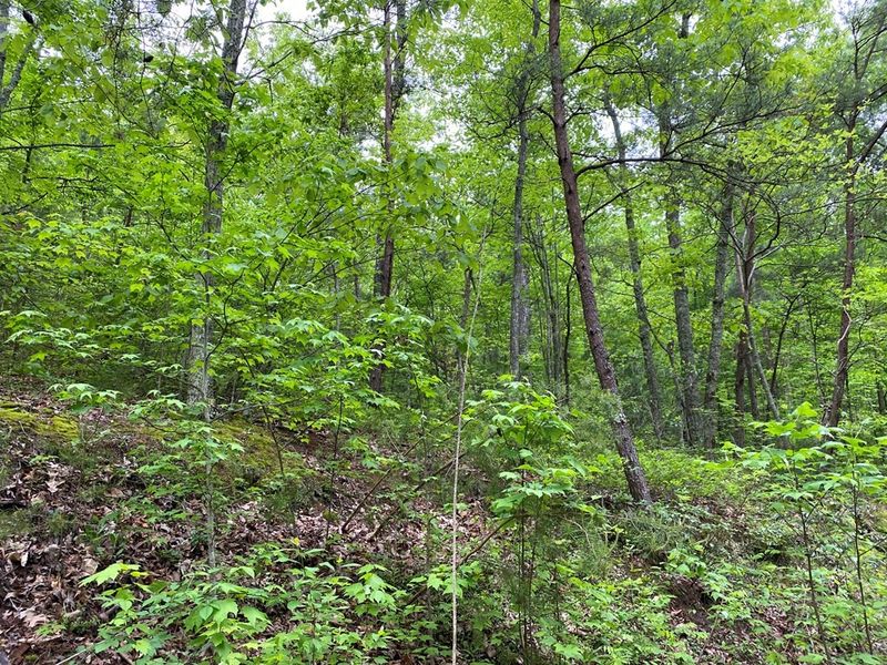 21 Elderberry Dr Lot 21, Sevierville, TN 37876